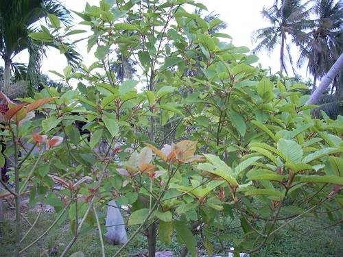 ¿Qué es el Kratom? Como ves, es un árbol de la familia Rubiaceae, la misma que el café.
