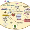 Efectos antioxidantes y antimicrobianos del Kratom Hossain R et al 2023 Figura 6 jpg