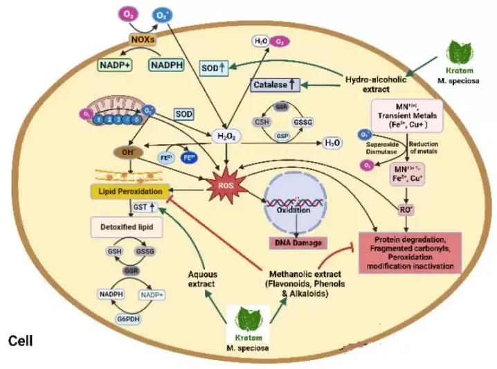 Representación de las vías metabólicas mediantes las que el Kratom y su extracto hidroalcólico inhiben la peroxidación lipidica, la degradación de proteínas y la fragmentación de carbohidratos.