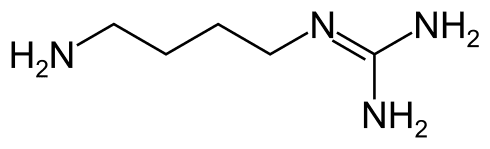 Estructura molecular de la agmatina