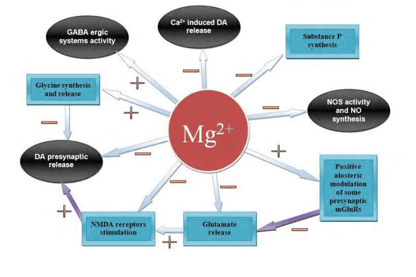 Diagrama que ilustra los efectos del magnesio a nivel de SNC