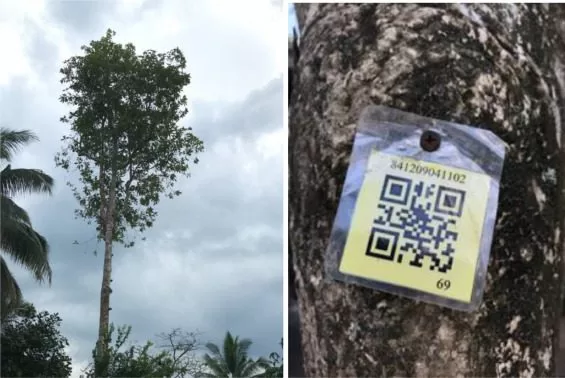 Árboles de Kratom identificados mediante un código QR en un proyecto piloto