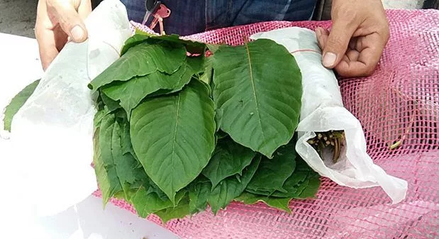 Venta callejera de Kratom en Thailandia