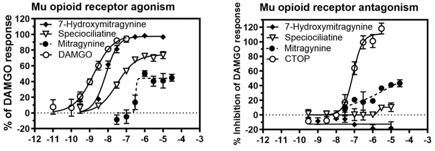 Esta gráfica muestra como la mitraginina es un agonista parcial del receptor mu