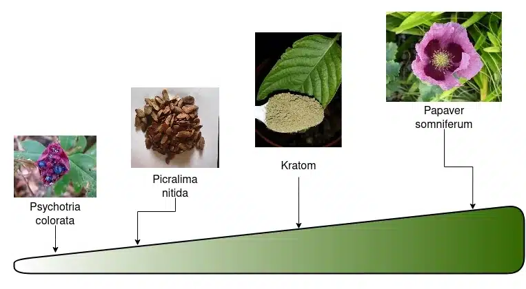 Diagrama que muestra como se compara el Kratom con otras plantas medicinales con efectos opioides