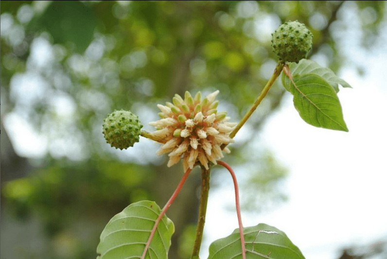 Flor de Kratom