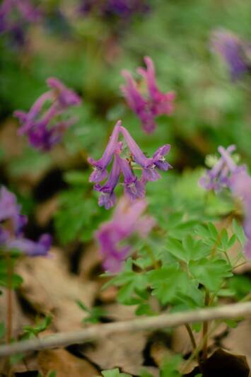 Corydalis yanhusuo, planta medicinal china que podría ayudar a potenciar los efectos analgésicos del Kratom