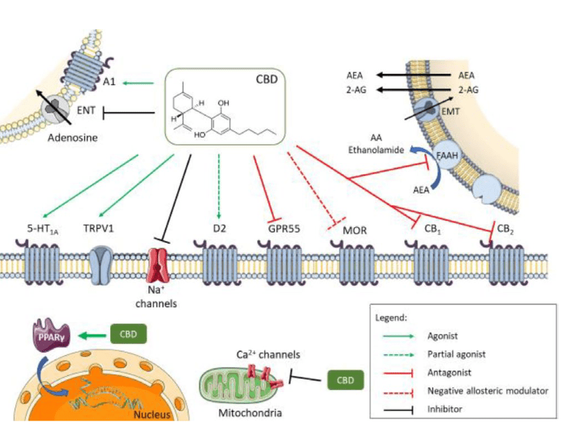 Representación de la farmacodinámica del CBD