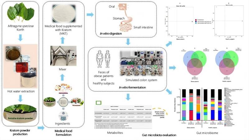 Un alimento médico suplementado con Kratom demuestra efectos beneficiosos sobre la microbiota intestinal en un experimento in vitro.