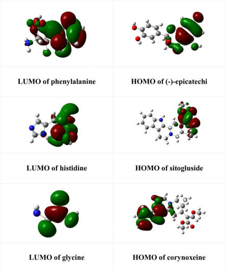 Hay 3 potentes antioxidantes en las hojas de Mitragyna speciosa: (-)-epicatequina, sitoglusida y corynoxeine.