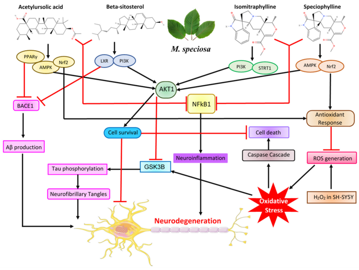 El Kratom contiene diversos componentes que podrían inhibir procesos neurodegenerativos