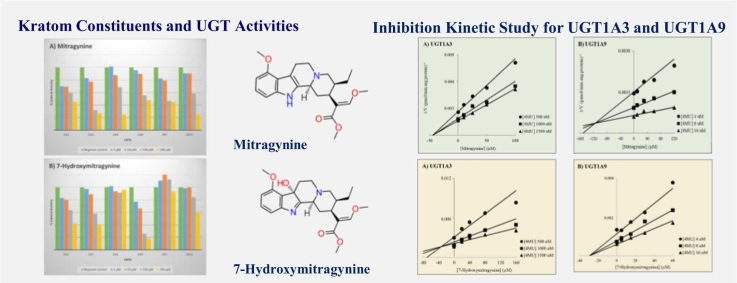 Según un estudio in vitro, la mitraginina y la 7-hidroximitraginina no inhiben las enzimas UDP-glucuroniltransferasas de forma clínicamente relevante.