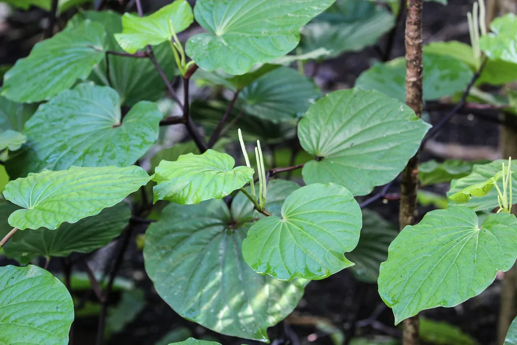Imagen de una planta de Piper methysticum, también conocida como Kava.