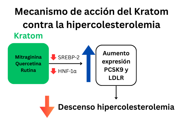 Mecanismo de acción propuesto por un estudio in vitro por el cual el Kratom reduce el colesterol