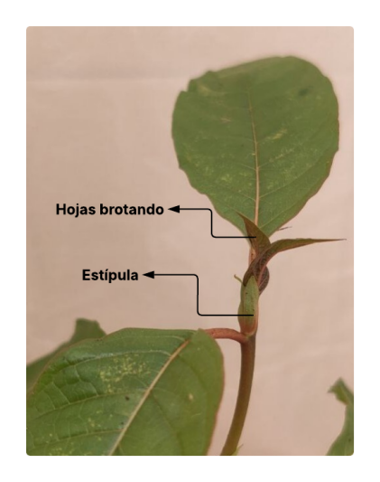 Imagen donde se observa hojas emergiendo de las estípulas.