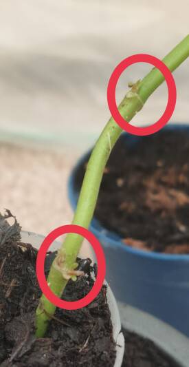 Imagen que muestra de cerca una etapa temprana del crecimiento de ramas laterales en una planta de Mitragyna speciosa