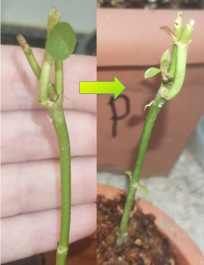 Este esqueje de Kratom vino en mal estado pero se comenzó a recuperar en 5 días.