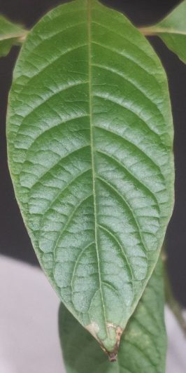 Imagen donde se observa una hoja joven de Kratom quemada en los bordes y la punta por una combinación de alta temperatura y baja humedad.