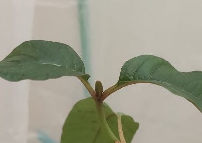 Fotografía donde se observa una estípula de Mitragyna speciosa de cerca.