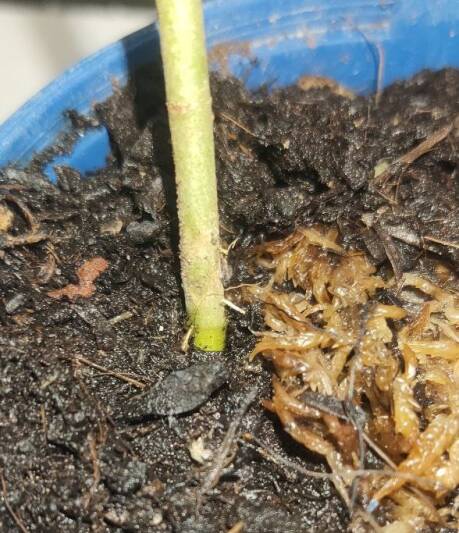 Imagen en la que se muestra raíces emergiendo de un tallo de Mitragyna speciosa, lo cual es un signo de necesidad de trasplante.