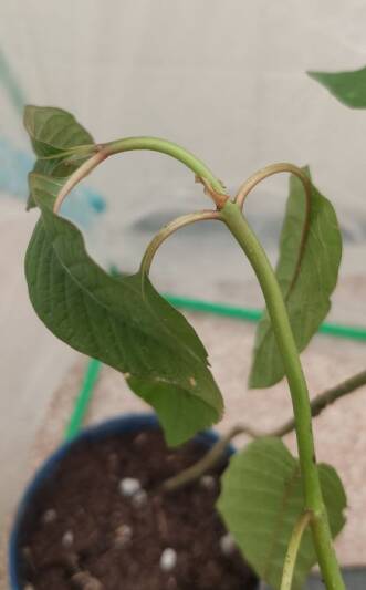 Imagen que muestra un signo de deshidratación habitual en plantas de Kratom, que es el tallo apical doblado.