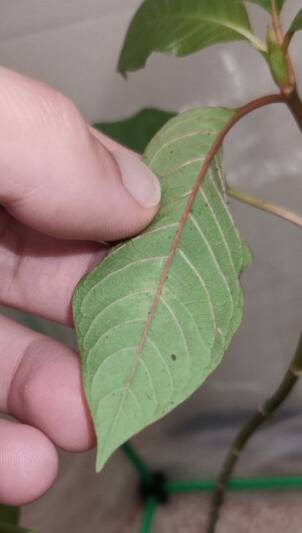Imagen que muestra un agujero y excrementos en el envés de una hoja de Kratom, signo de una plaga