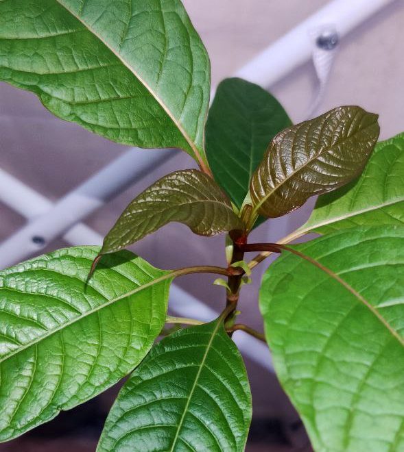Detalle de un par de hojas brotando de una planta de Kratom variedad MaengDa cultivada por KationicKratom.