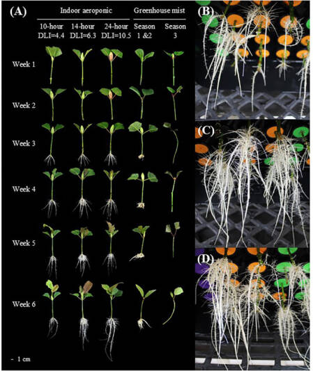 Imagen en la que se muestra como se desarrolla el sistema radicular de los esquejes de Kratom usando diversos sistemas de cultivo y condiciones ambientales.