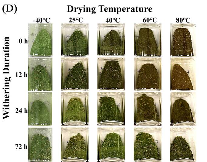 Imagen que muestra como es la temperatura y no el marchitamiento el principal factor que influye en el color de las hojas de Kratom.