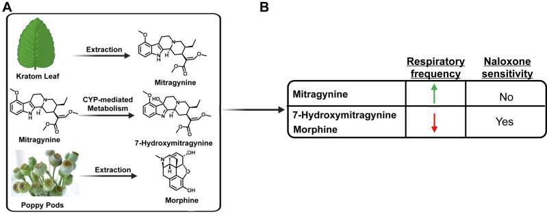 Esquema que muestra los efectos de la mitraginina, la 7-hidroximitraginina y la morfina sobre la función respiratoria.
