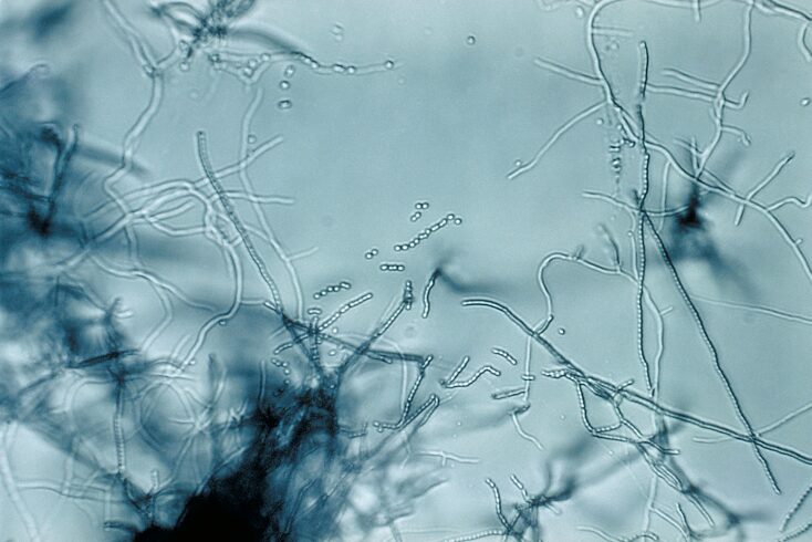 Imagen ilustrativa que muestra bacterias del género Streptomyces