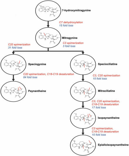 Esquema donde se ordenan varios alcaloides del Kratom según su afinidad por el receptor mu-opioide