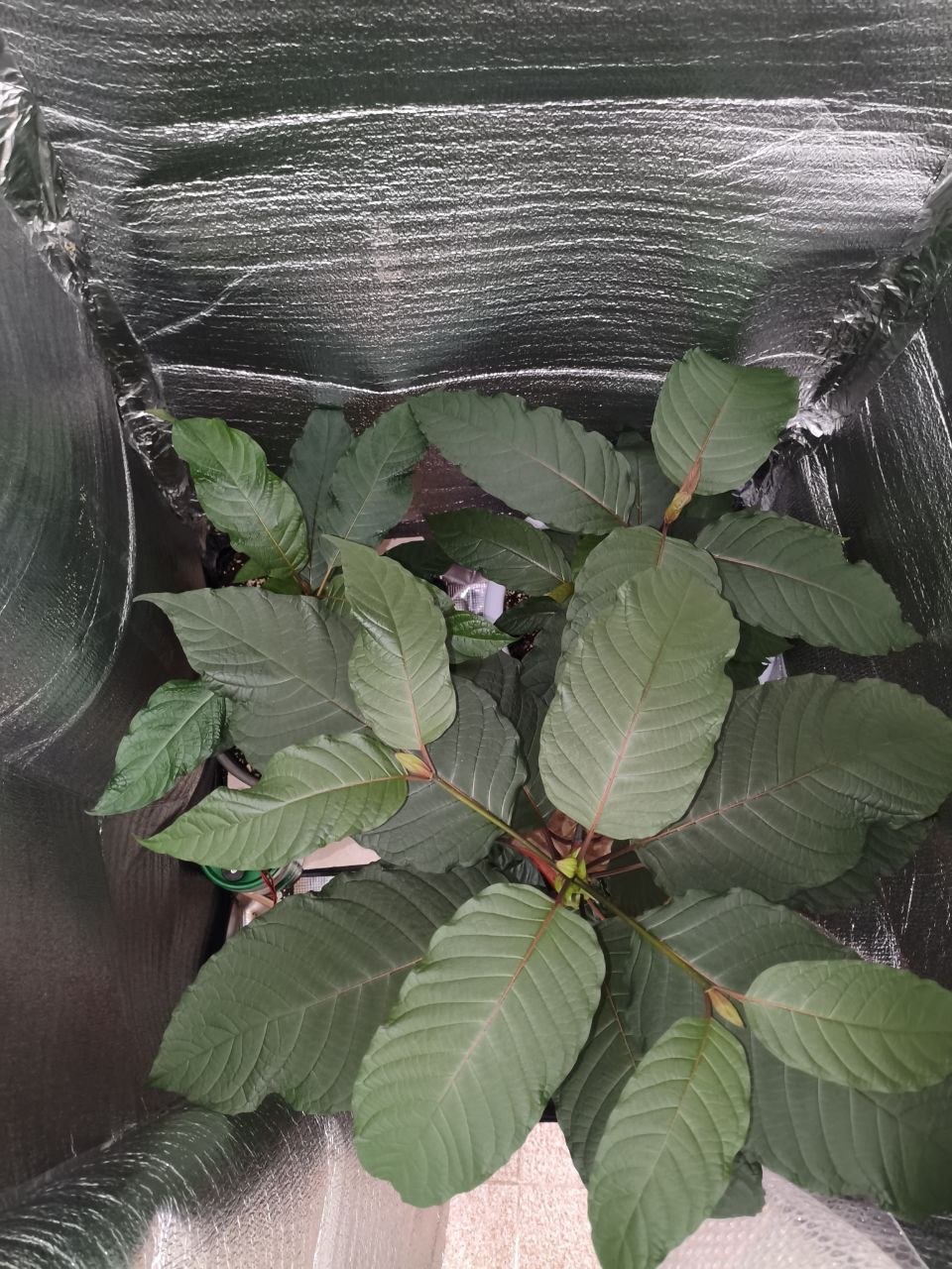 Foto que muestra varias plantas de Kratom creciendo en un armario de cultivo