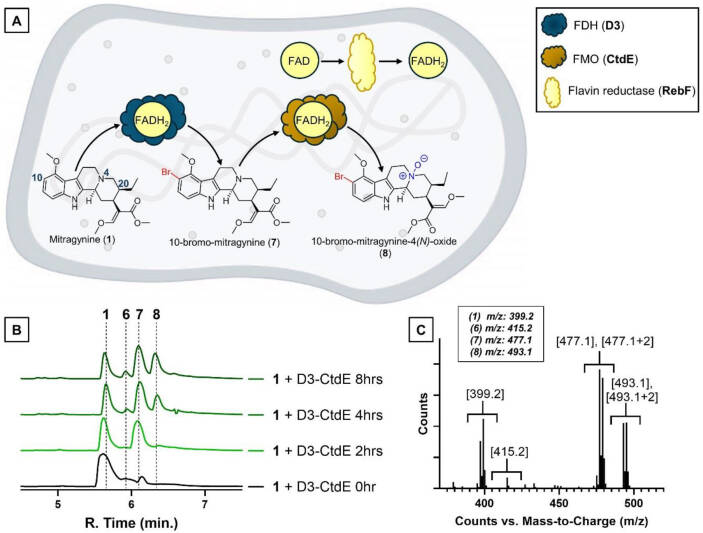 Imagen que muestra de forma esquemática cómo se halogena y oxida la mitraginina y las enzimas involucradas