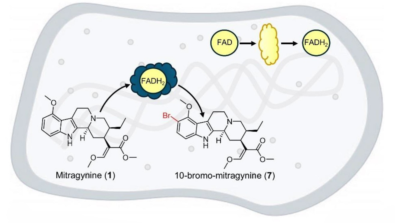 Imagen en la que se ve las enzimas en el interior de una bacteria transformando la molécula de mitraginina