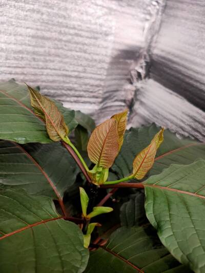 Imagen dónde se muestra un ejemplo de filotaxia tricotómica en una planta de Kratom.