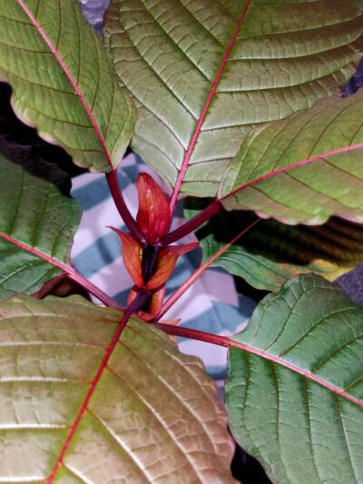 Fototoxicidad en una planta de Mitragyna speciosa que se presenta con coloración rojiza debido a la presencia de antocianinas en concentración elevada.