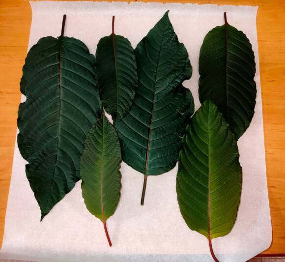 Marchitamiento de hojas de Kratom obtenido de cultivo propio