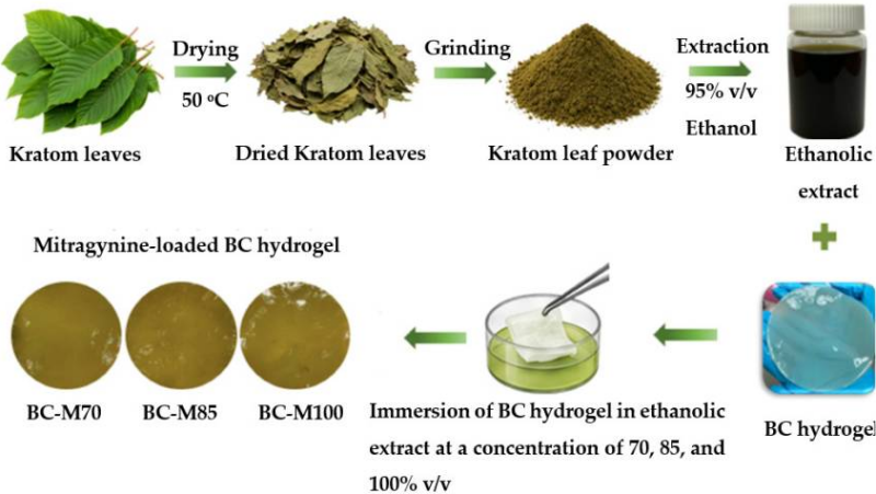 Esquema que muestra la preparación en laboratorio de apósitos de hidrogel enriquecido con extracto de Kratom