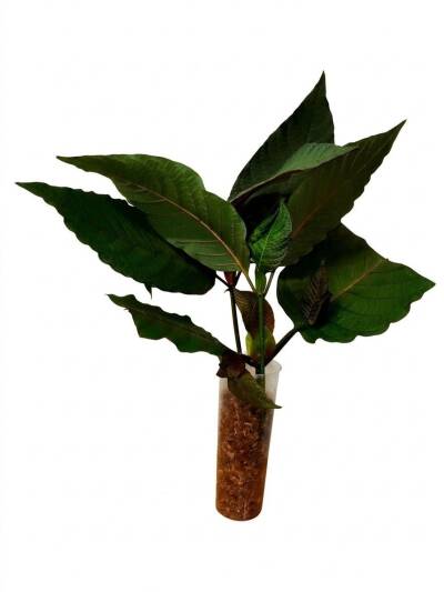 Fotografía de un esqueje de Kratom tomada por KationicKratom