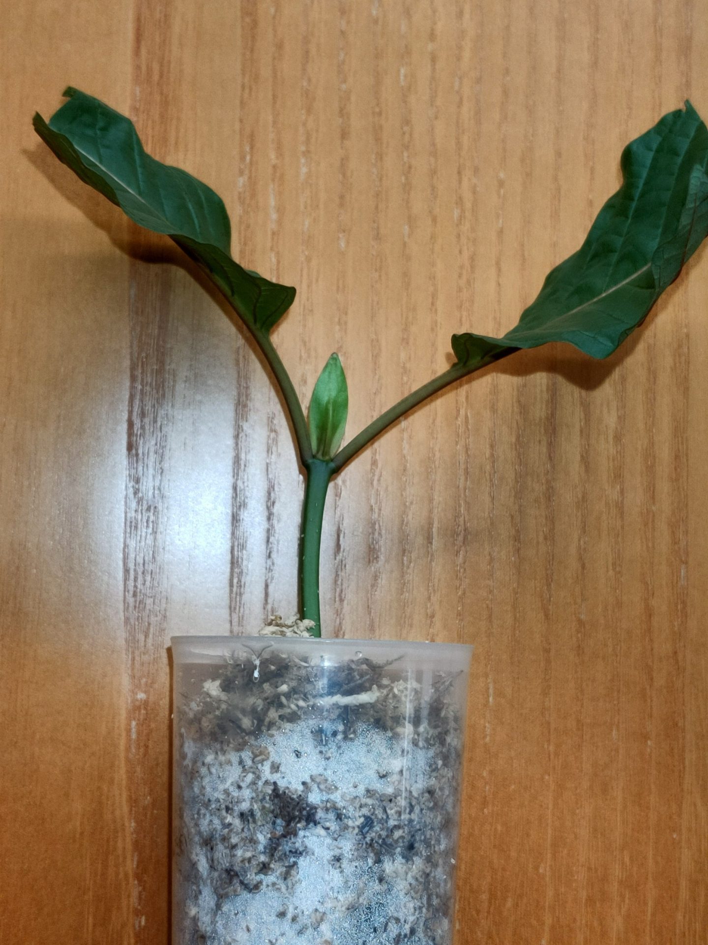 Esqueje de Mitragyna speciosa vendido por KationicKratom.